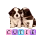 Dogs kissing