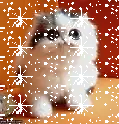 cutie cat