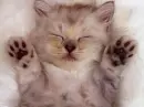 cat and duck