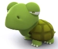 green turtle