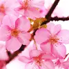 blossom