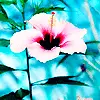 water lily