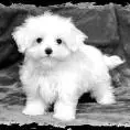 cute puppy