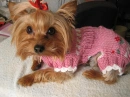 Yorkie oh so cute