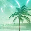 Palm Tree!