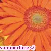 Summer Flower