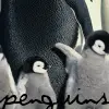 Penguin!
