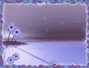 Sea of Blue daisy