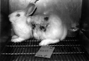 Is this what you think of when you think animal tested?