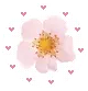 little flower