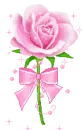 pink rose