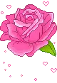 lovely rose