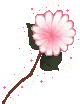 pink daisy
