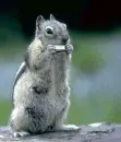 squirrel playing harmonica 