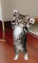cat throwing dog in the air