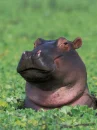 hippo