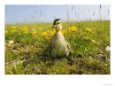 duckling
