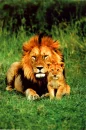 lion and cub