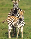 zebras
