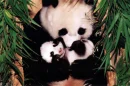 pandas