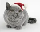 Christmas Kitty
