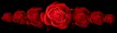 red roses