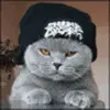 thug cat