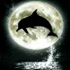 dolfins