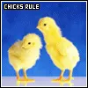 chicks rule
