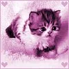 kitten
