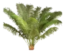 palm