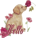 hello