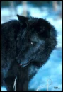 Black wolf
