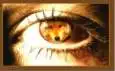 Wolf in eye