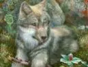 wolf pup