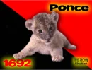 Ponce Puerto Rico Simbol