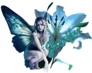 Blue Fairyflower - Jennifer