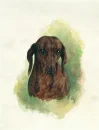 dachshunds
