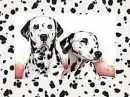 dalmatians