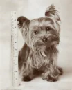 yorkie
