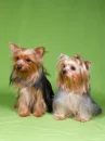 yorkies