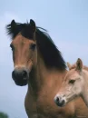 horses