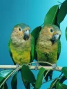 birds
