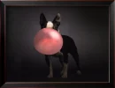 boston terrier