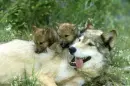 wolves