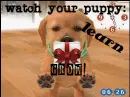 Puppy Present