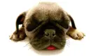 cute puppy
