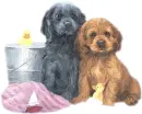 puppies