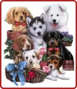 cute puppyes