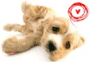 puppy in live